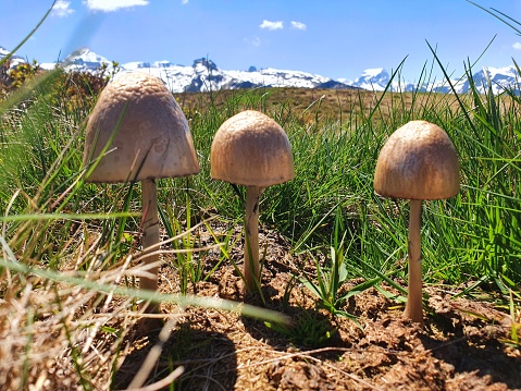 Mushrooms at the beginning of summer season. The image was captured at an altutude of 1800m in the canton of Glarus.