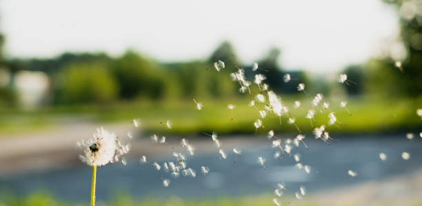 istock Blurred background of green grass and white dandelions. 1227387844