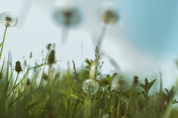 istock Blurred background of green grass and white dandelions. 1227387880