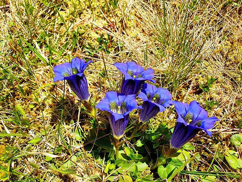 Several gentian flowers on a meadow in the swiss alps. The image was captured at an altitude of 1800m in the canton of glarus.