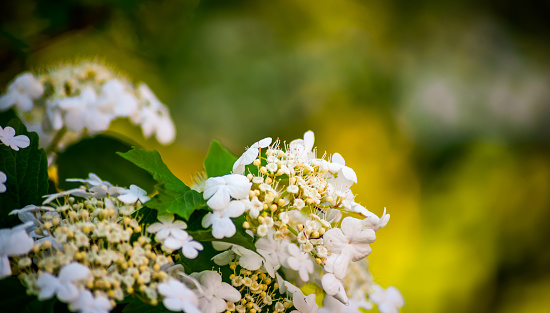 White viburnum flowers in a spring park.