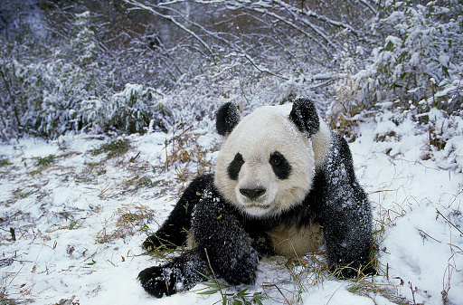 GIANT PANDA ailuropoda melanoleuca, ADULT STANDING ON SNOW, WOLONG RESERVE IN CHINA