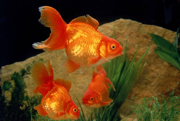 istock GOLDFISH carassius auratus 1227389119