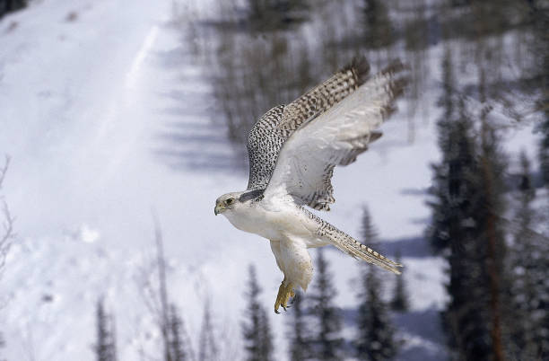 istock GYRFALCON falco rusticolus, ADULT IN FLIGHT, CANADA 1227389135