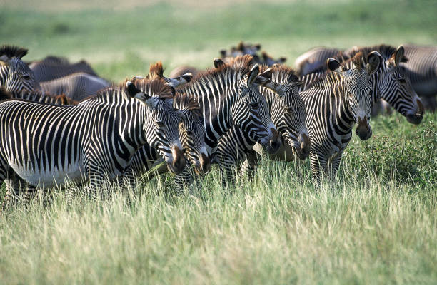 istock GREVY'S ZEBRA equus grevyi, HERD STANDKING IN TALL GRASS, KENYA 1227389150