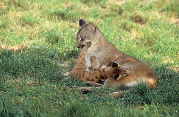 istock COUGAR puma concolor, FEMALE WITH CUB 1227389201