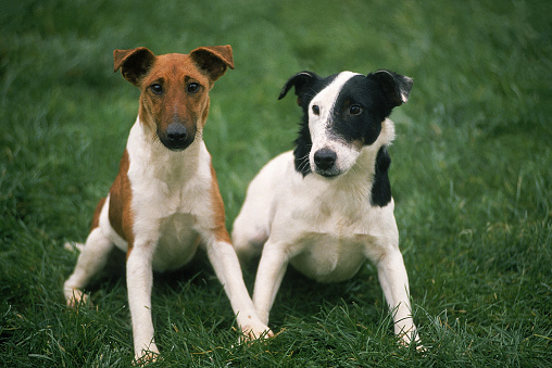 SMOOTH FOX TERRIER DOG, ADULTS SITTING ON GRASS