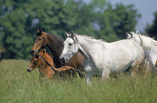 LUSITANO HORSE, MARES WITH FOALS STANDING IN LONG GRASS