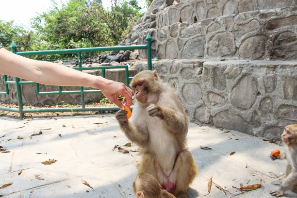 Person treats carrot to monkey