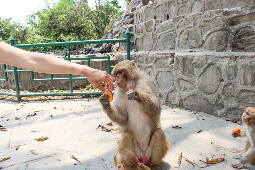 Unrecognisable female person treats orange carrot to male rhesus macaque (Macaca mulatta) sitting in Swayambhunath Stupa area. Animal Care Theme.