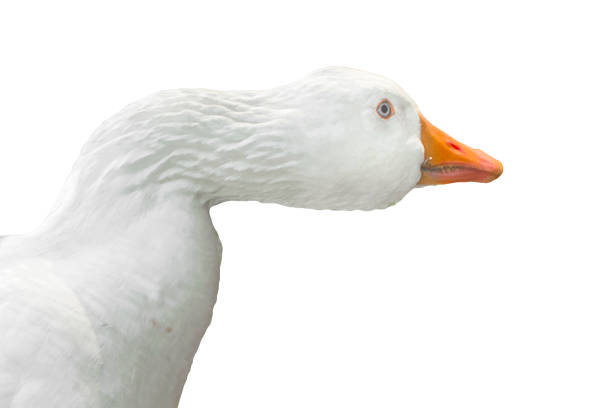 istock Geese Head Close Up Isolated Photo 1227389528