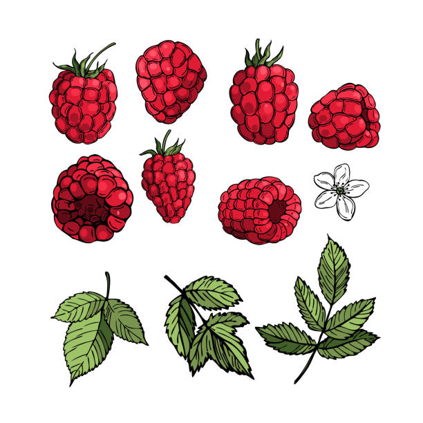 ilustrações de stock, clip art, desenhos animados e ícones de hand drawn raspberry.  fruits, flowers, leaves. vector sketch illustration - framboesa