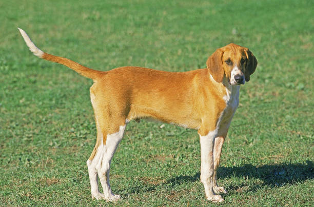 istock POITEVIN DOG, MALE STANDING ON GRASS 1227391135