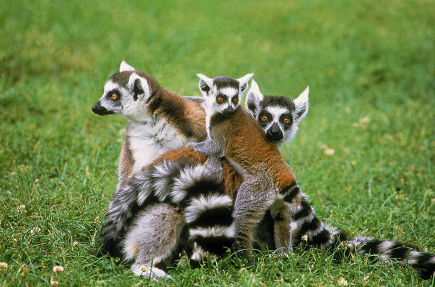 istock RING TAILED LEMUR lemur catta, GROUP WITH YOUNG 1227391170