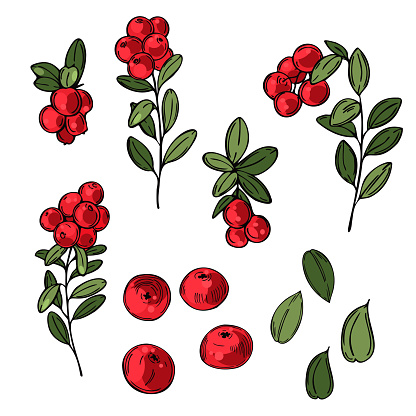 Hand drawn forest berry. Lingonberry. Cowberry. Vector sketch illustration