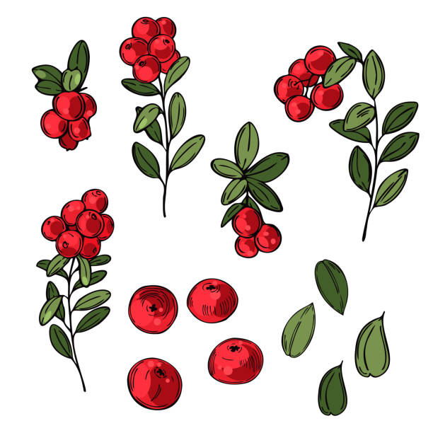 Hand drawn Cowberry. Vector sketch illustration Hand drawn forest berry. Lingonberry. Cowberry. Vector sketch illustration cowberry stock illustrations