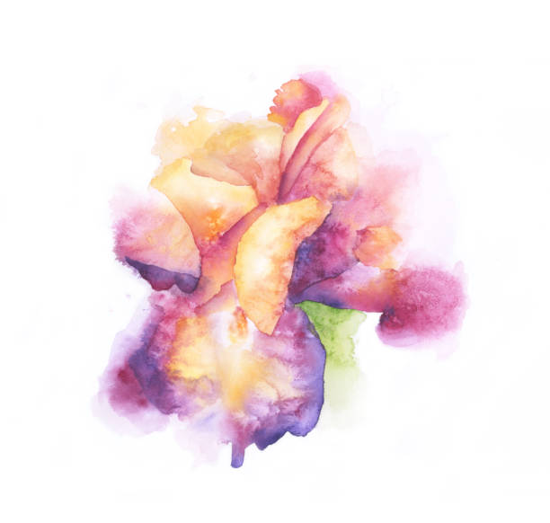 ilustrações de stock, clip art, desenhos animados e ícones de iris flower watercolor painting. vector eps10 illustration - close up of iris