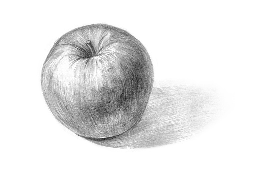 Apple pencil sketch on white background. Shaded black and white pencil drawing illustration. Concept of light and shade in a drawing for art students. Highlight, mid tone, core shadow, reflected light, tonal value.