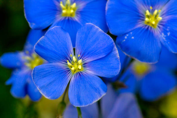 Virginia wildflowers  -  Lewis Flax