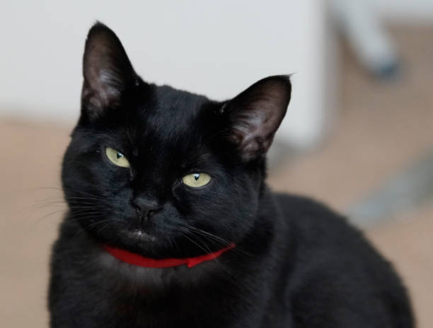 istock Portrait of the cat 1227391612