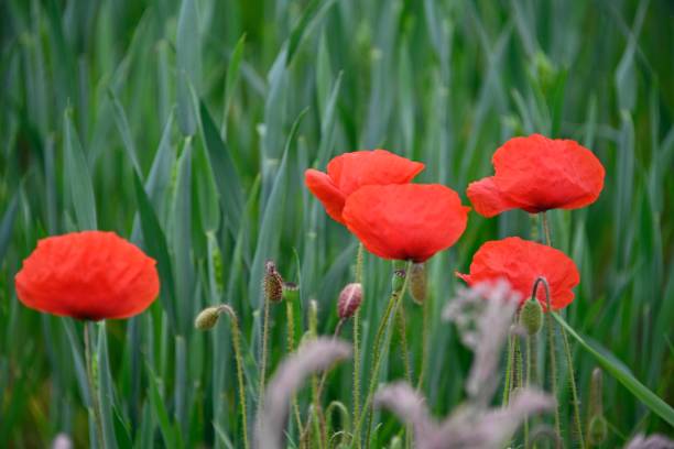 istock Red Poppy in Grainfield 1227391843
