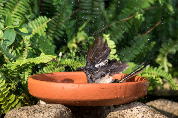 istock The Oriental Magpie Robin. 1227391846