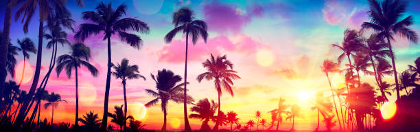 silhouette tropischen palmen bei sonnenuntergang - sommerurlaub mit vintage-ton und bokeh lichter - miami florida stock-fotos und bilder