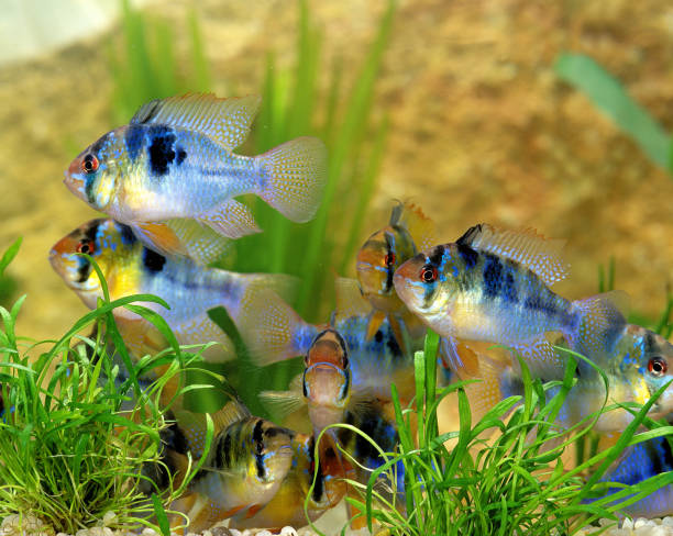 istock BLUE GERMAN RAM mikrogeophagus ramirezi 1227392920