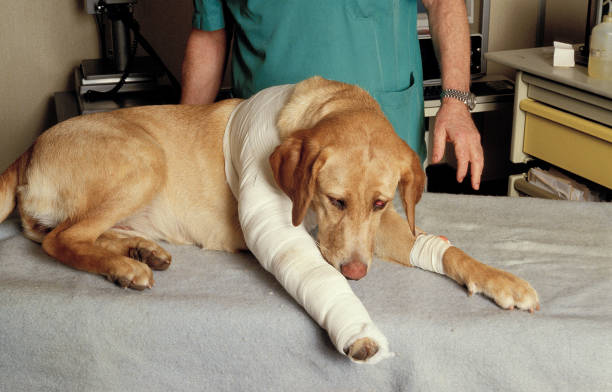 Themes of pet recovery jack russell terrier lying on the grass with a recovery cone and a happy outdoor activity, and animal happiness focusing on pet care, veterinary services, or joyful pet moments.