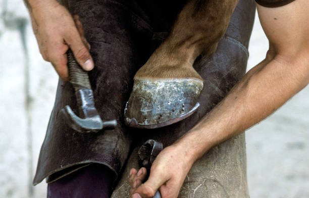 istock BLACKSMITH SHODING A HORSE, HITTING NAIL INTO NEW HORSES SHOE, NORMANDY 1227392957