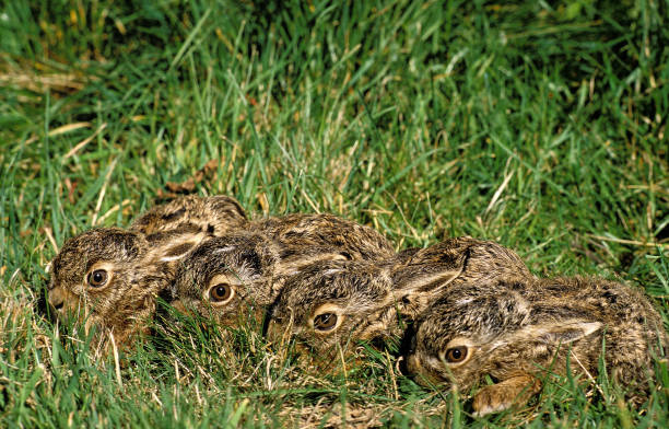 EUROPEAN BROWN HARE lepus europaeus, YOUNGS STANDING ON GRASS EUROPEAN BROWN HARE lepus europaeus, YOUNGS STANDING ON GRASS hare and leveret stock pictures, royalty-free photos & images