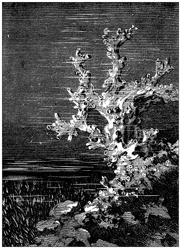 Antique illustration: Corals