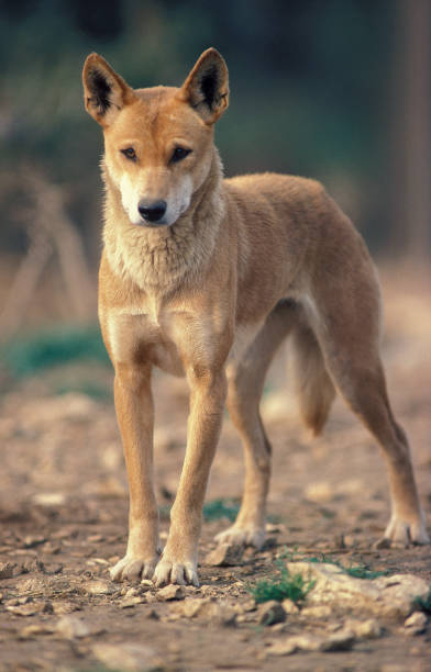 istock DINGO canis familiaris dingo, ADULT 1227394558
