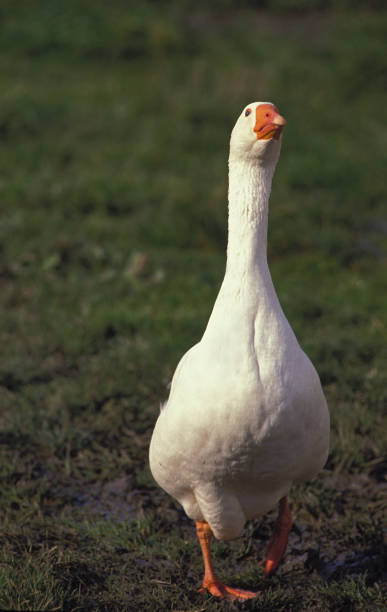 istock WHITE DOMESTIC GOOSE 1227394560