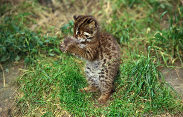LEOPARD CAT prionailurus bengalensis, CUB PLAYING WITH MOUSE LEOPARD CAT prionailurus bengalensis, CUB PLAYING WITH MOUSE prionailurus bengalensis stock pictures, royalty-free photos & images