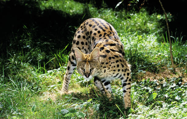 istock SERVAL leptailurus serval, ADULT 1227394641
