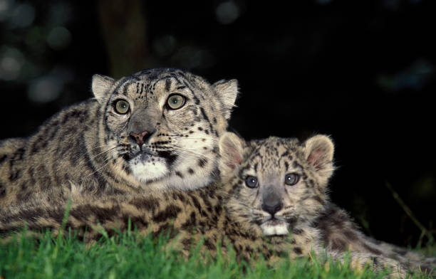 istock SNOW LEOPARD OR OUNCE uncia uncia, FEMALE WITH CUB 1227394741