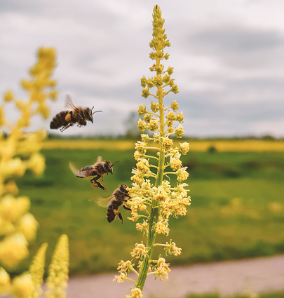 bee path on yellow flower. honey bee collecting pollen. macro flower and bee