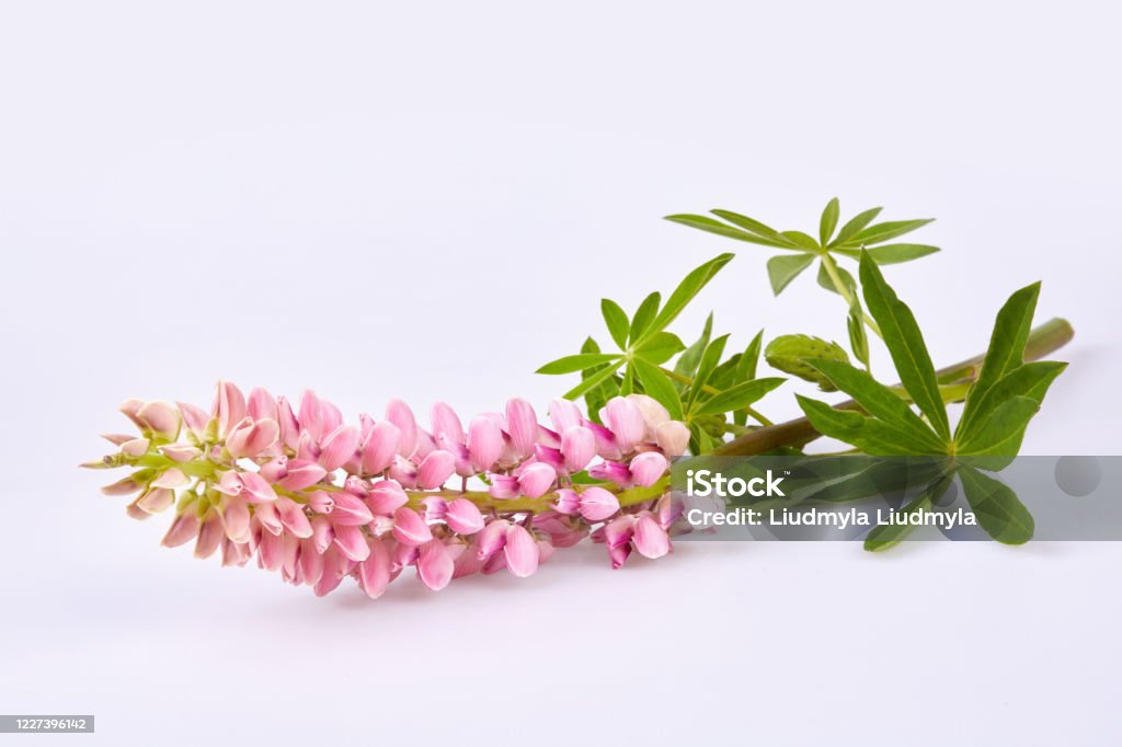 Pink Lupinus, commonly known as lupin or lupine isolated Pink Lupinus, commonly known as lupin or lupine isolated on white background Flower Stock Photo