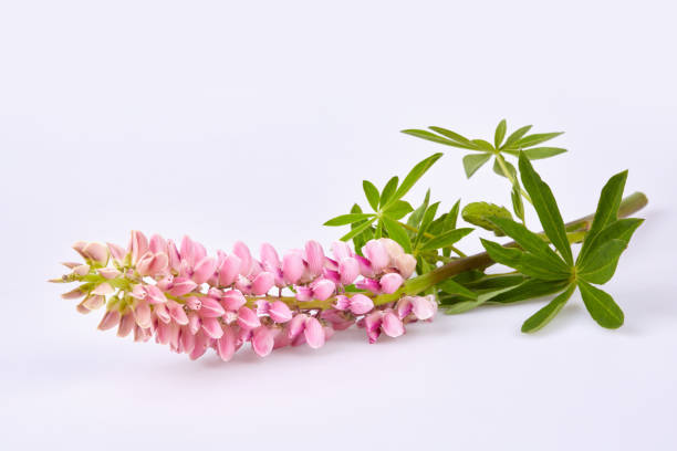 Pink Lupinus, commonly known as lupin or lupine isolated Pink Lupinus, commonly known as lupin or lupine isolated on white background lupine flower photos stock pictures, royalty-free photos & images