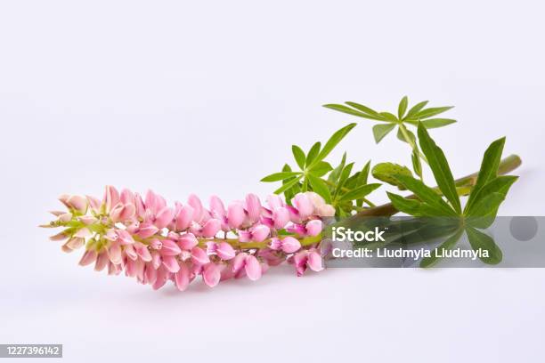 Pink Lupinus Commonly Known As Lupin Or Lupine Isolated Stock Photo - Download Image Now