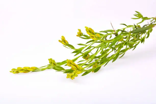 Close up of yellow blossoming twig of genista germanica  (genista blood-thirsty), a flowering plant with deciduous leaves isolated on white background.