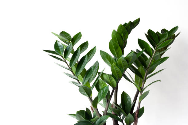 istock Houseplant Zamioculcas on white background 1227396607