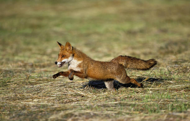 istock RED FOX vulpes vulpes, ADULT RUNNING 1227396680