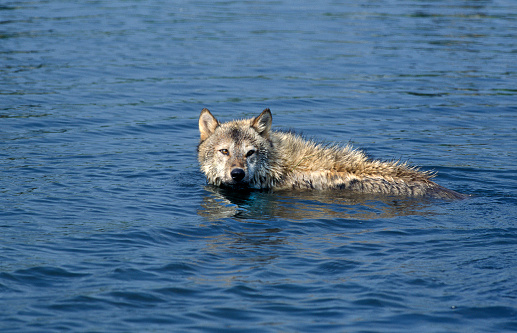 EUROPEAN WOLF canis lupus, ADULT STANDING IN WATER