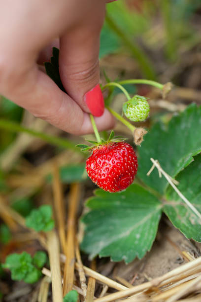 istock Woman picking strawberries 1227399204