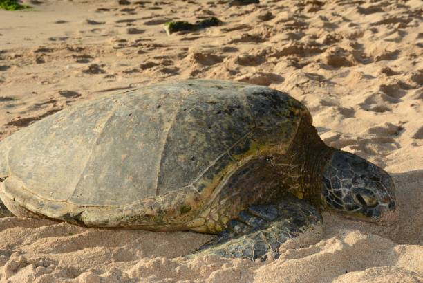 istock Green Sea Turtle Resting On Beach - Oahu Island 1227400692