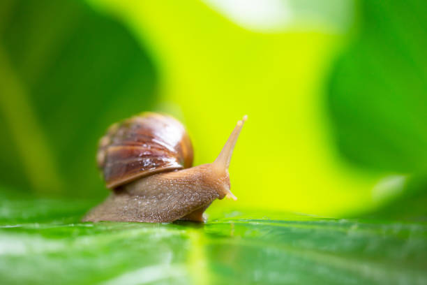 istock Snails on wet green leaves after the rain 1227402977