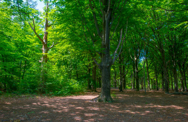 istock Trees in a forest in sunlight in a spring morning 1227404177