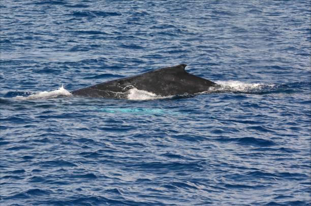 istock Surfaced North Pacific Humpback Whale In Mamala Bay 1227404398